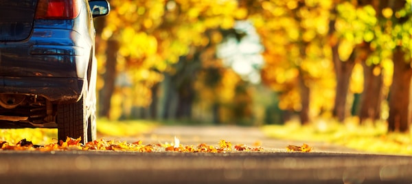 A close-up of the rear side of a parked car on a tree-lined road covered with autumn leaves. The leaves are a mix of bright yellow, orange, and gold. The background is slightly blurred, highlighting the vibrant colors of the fall foliage along the avenue.